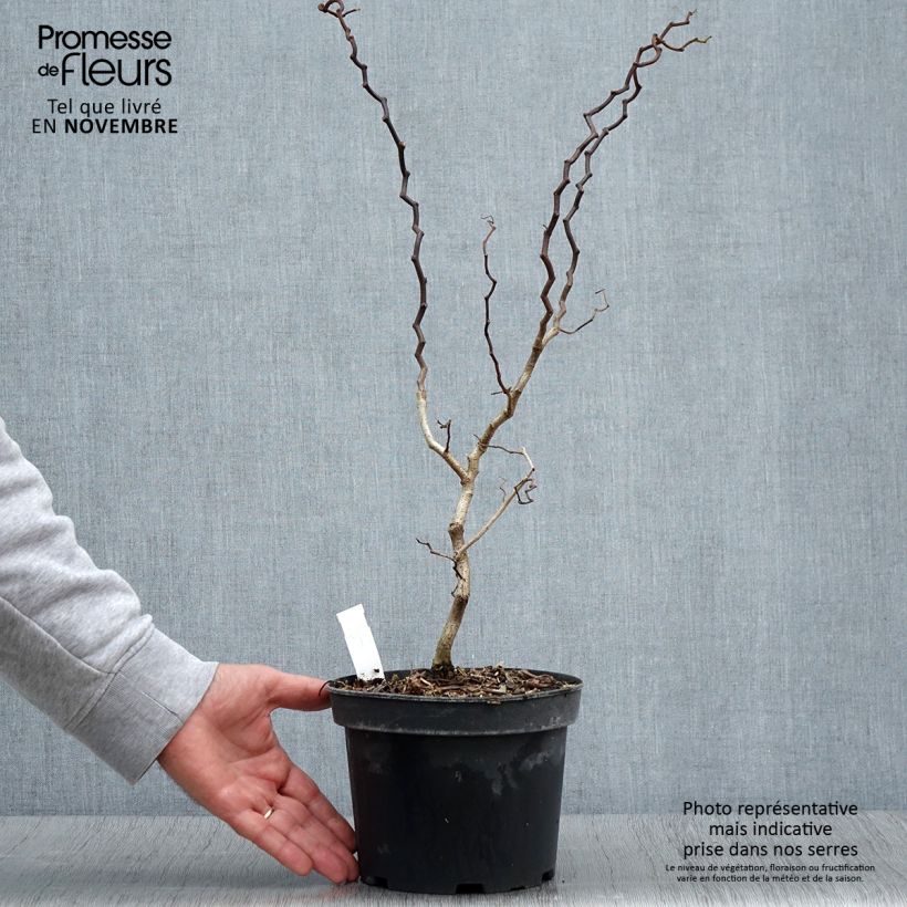 Example of Robinia pseudoacacia Twisty Baby - Acacia nain tortueux. Pot de 3L/4L as you get in automne