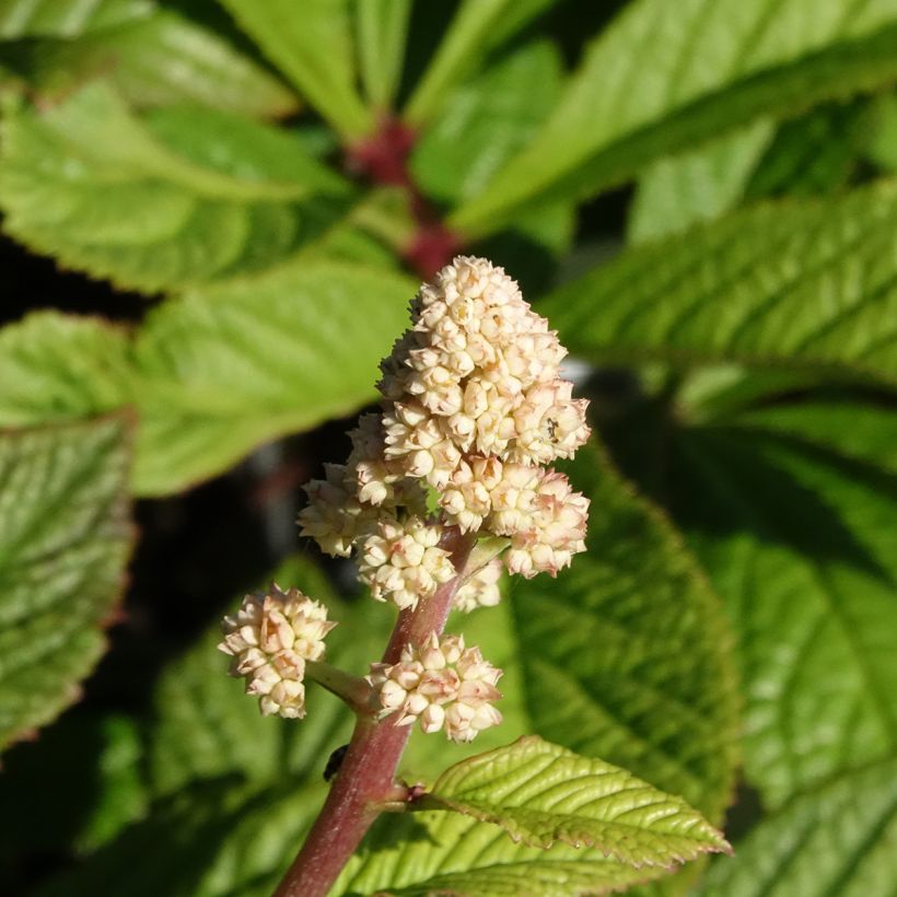 Rodgersia henrici (Flowering)