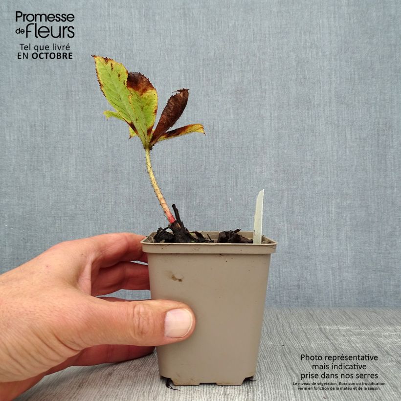 Example of Rodgersia henrici Godet de 8/9 cm as you get in automne