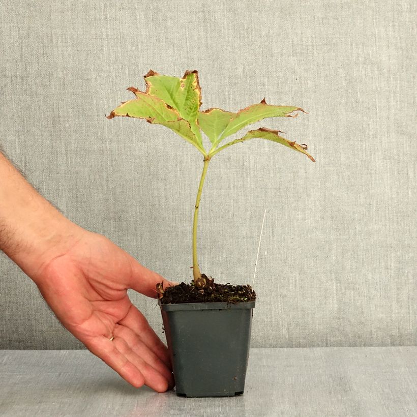 Example of Rodgersia podophylla Godet de 8/9 cm as you get in ete