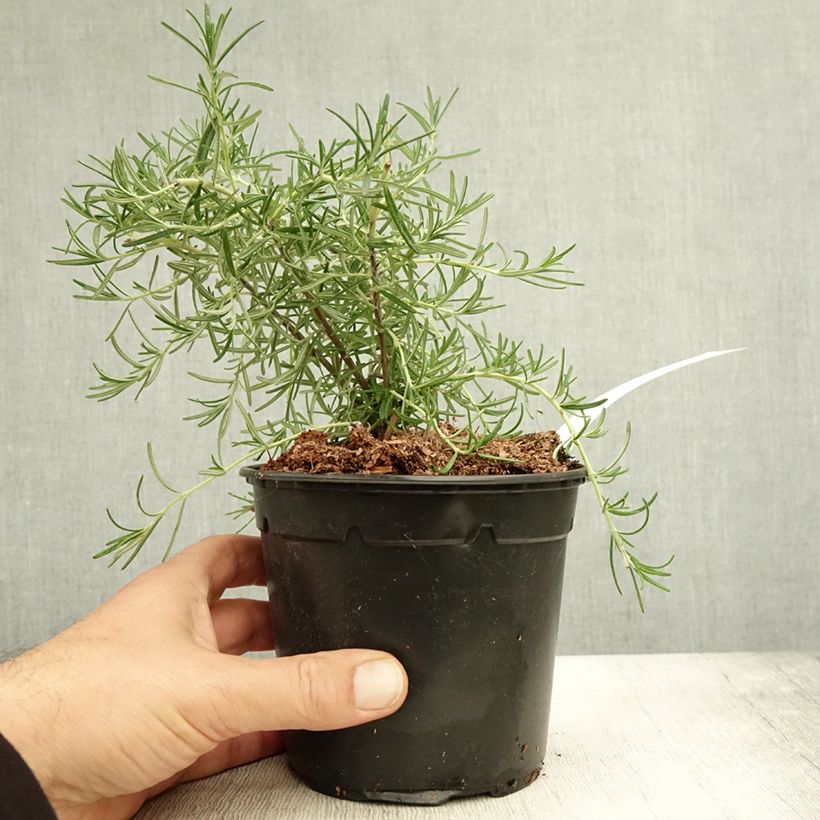 Example of Romarin couvre-sol -  Rosmarinus officinalis Pointe du Raz Pot de 1,5L/2L as you get in automne