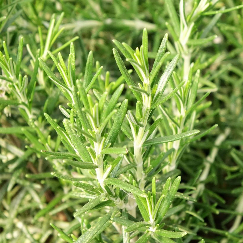 Romarin officinal Bio - Rosmarinus officinalis en plants Bio (Foliage)