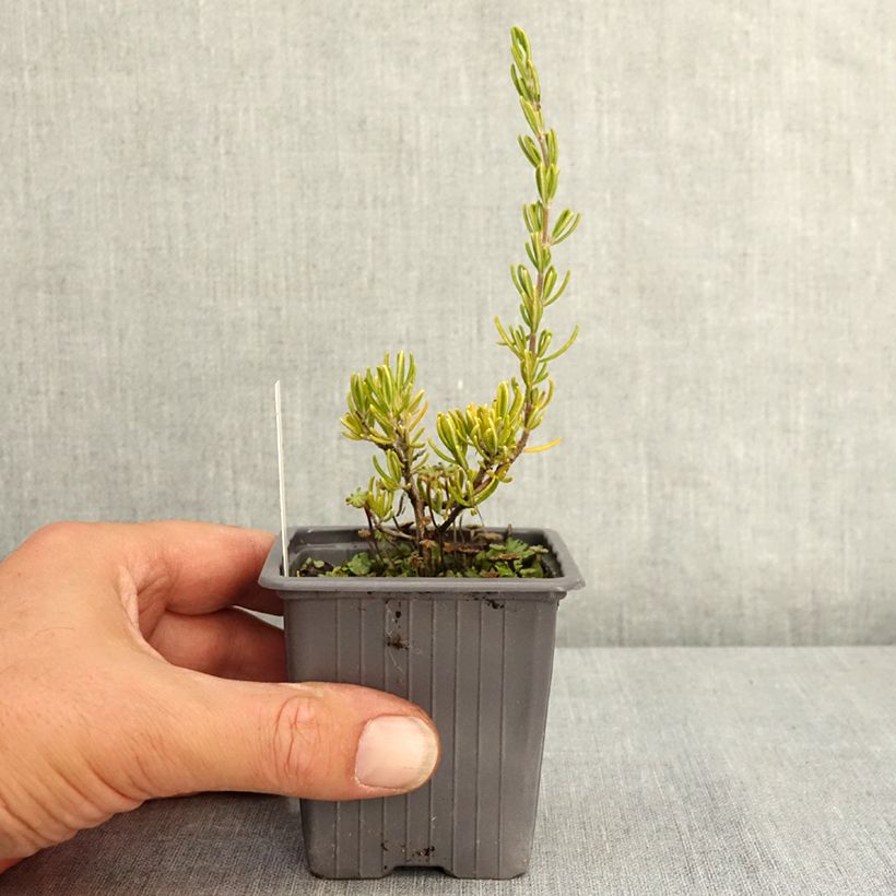 Example of Romarin - Rosmarinus officinalis Majorca Pink  Godet de 8/9 cm as you get in ete