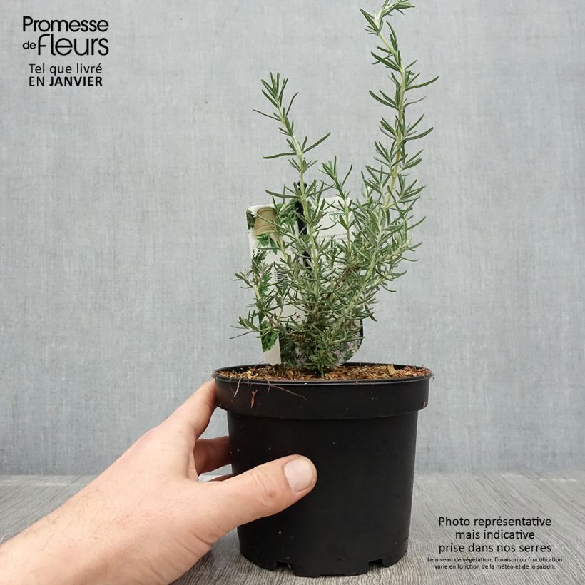 Example of Romarin - Rosmarinus officinalis Majorca Pink  Pot de 1,5L/2L as you get in hiver