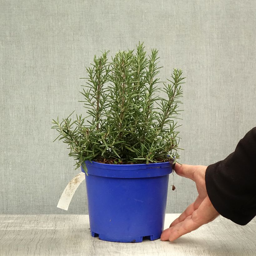 Example of Romarin - Rosmarinus officinalis Tuscan Blue Pot de 3L/4L as you get in automne