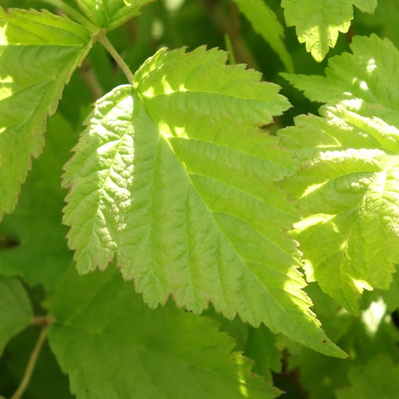 Ronce bleue - Rubus caesius (Foliage)