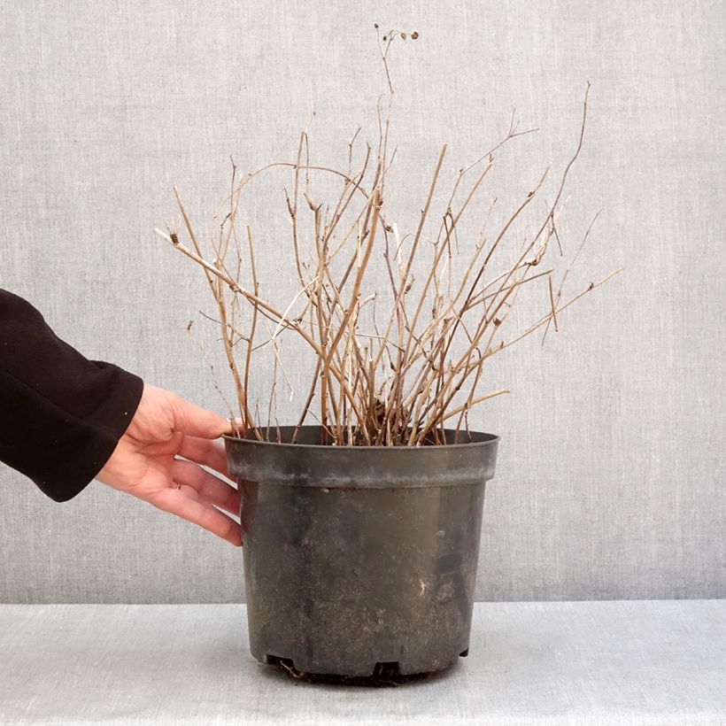 Example of Ronce bleue - Rubus caesius Pot de 4L/5L, Touffe as you get in hiver
