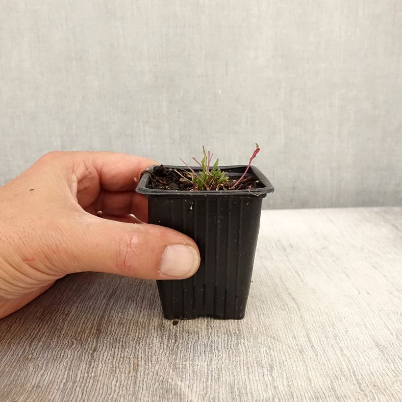 Example of Roquette sauvage BIO - Diplotaxis erucoides Godet de 8/9 cm as you get in automne