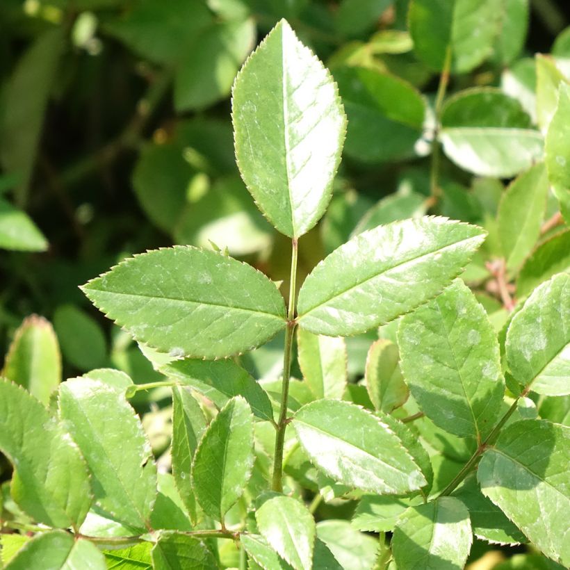 Rosa Louis Blériot - Rosier paysager (Foliage)