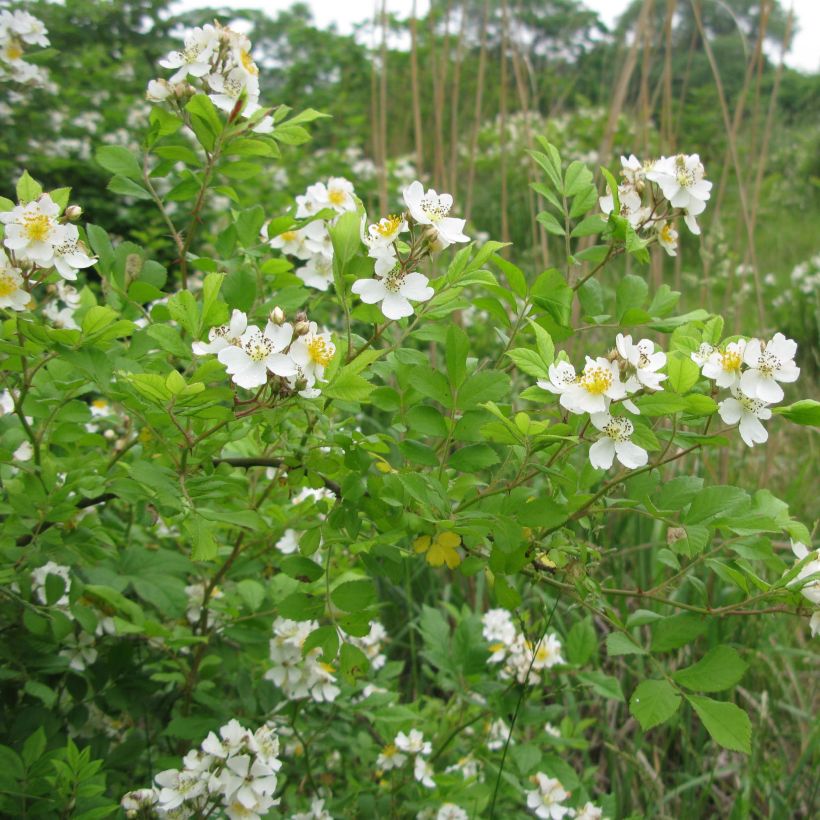 Rosier botanique grimpant - Rosa multiflora (Plant habit)