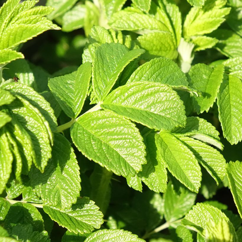 Rosa rugosa Angelia Pink (Foliage)