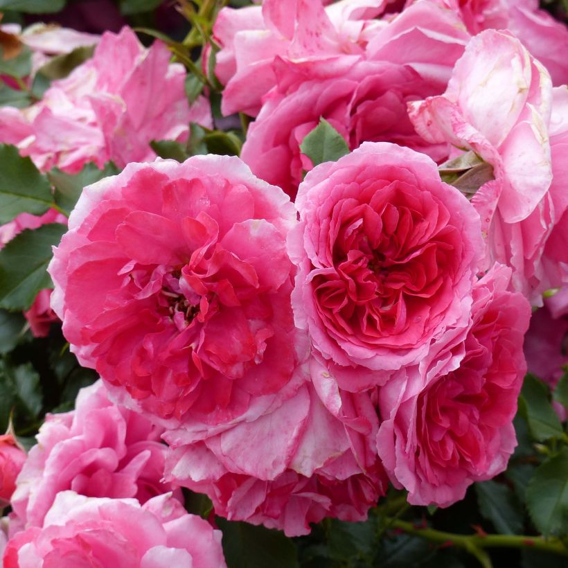 Rosier grimpant Rosarium Uetersen (Flowering)