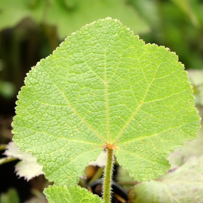 Rose trémière - Alcea rosea Chater's Double pourpre (Foliage)