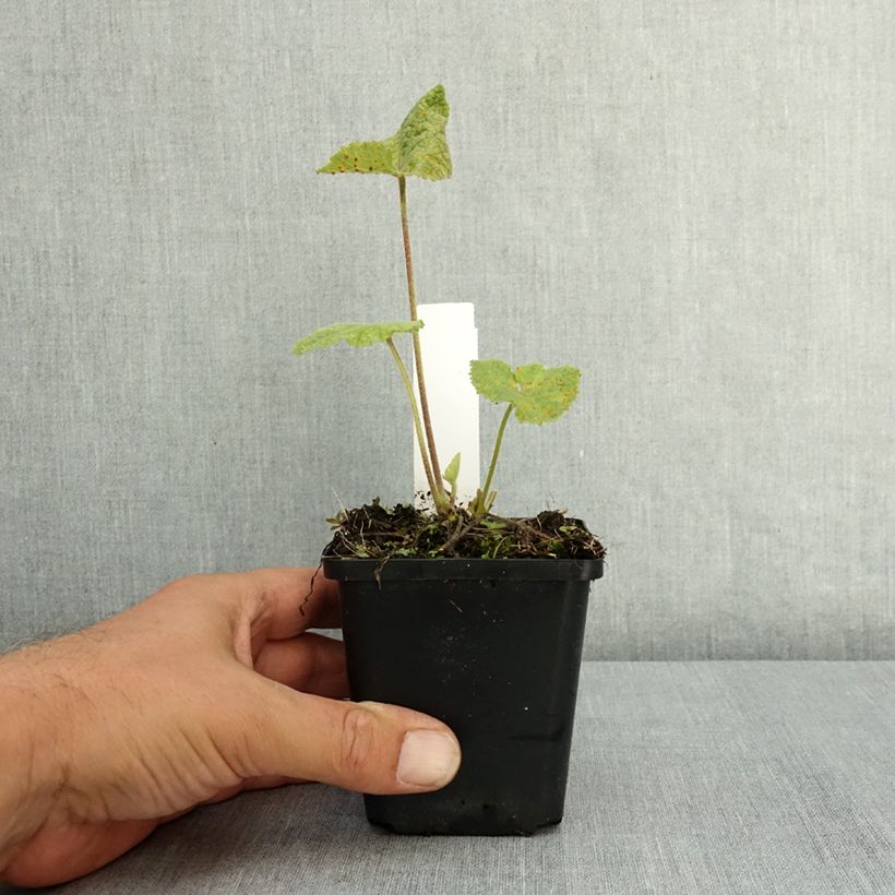Example of Rose Trémière noire, Alcea rosea Nigra Godet de 7/8 cm as you get in ete