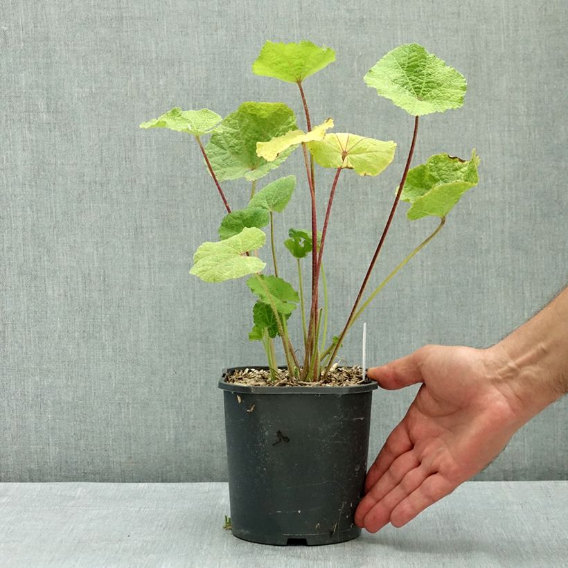 Example of Rose Trémière noire, Alcea rosea Nigra Pot de 2L/3L as you get in ete