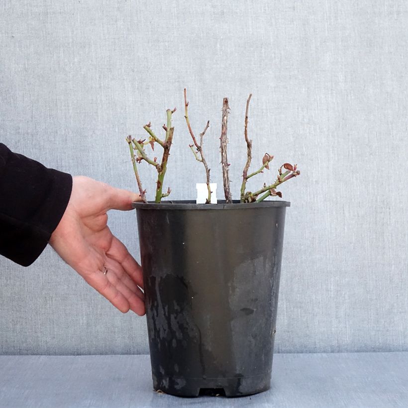 Example of Rosier à fleurs groupées Yellow MEILOVE ® (ANNY DUPEREY ® Meitongas) Pot de 4L/5L as you get in hiver