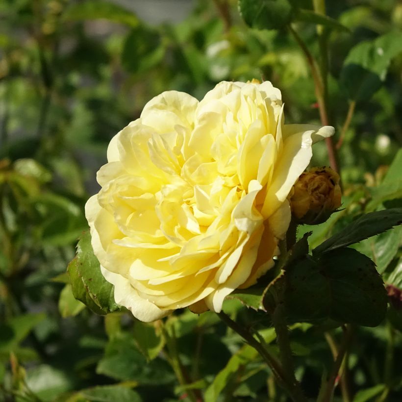 Rosier à fleurs groupées Yellow MEILOVE ® (ANNY DUPEREY ® Meitongas) (Flowering)