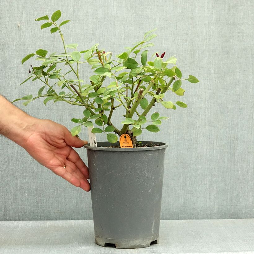 Example of Rosier à fleurs groupées Astronomia Pot de 4L/5L as you get in ete