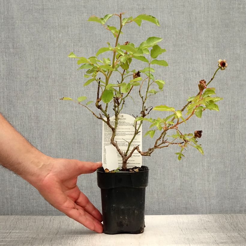 Example of Rosier à fleurs groupées Botticelli Pot de 10 cm/11cm as you get in ete