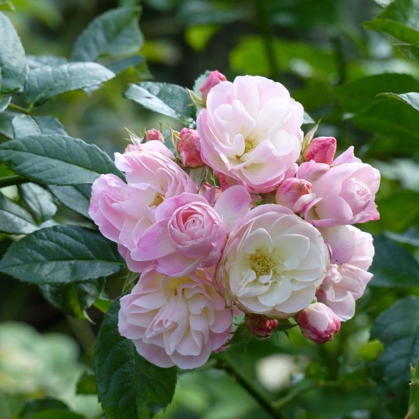 Rosier à fleurs groupées Bouquet Parfait (Flowering)