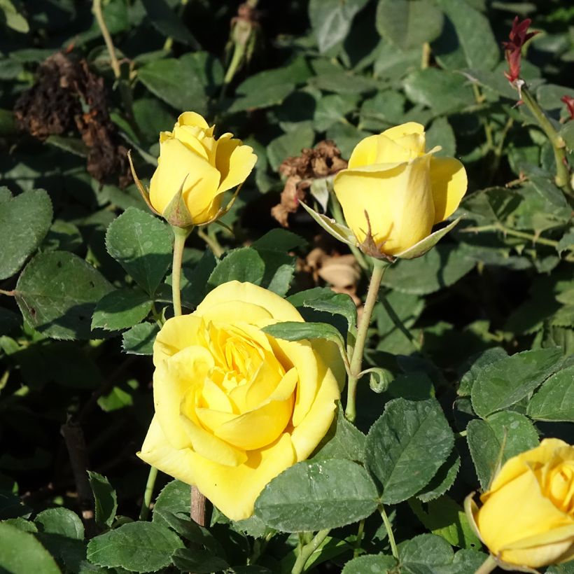 Rosier à fleurs groupées Carte d'Or (Flowering)