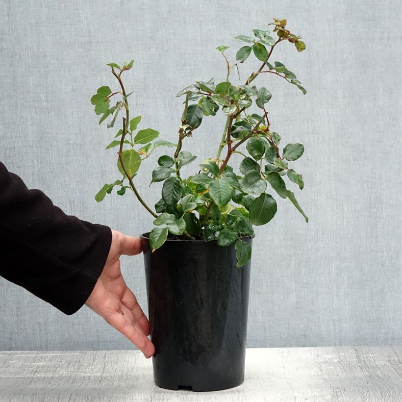 Example of Rosier à fleurs groupées Coral Lions-Rose Pot de 3L/4L as you get in automne