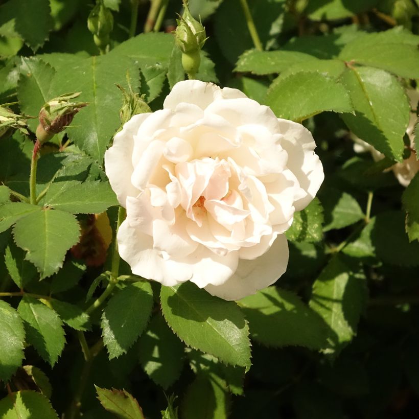 Rosier à fleurs groupées Crème Chantilly (Flowering)