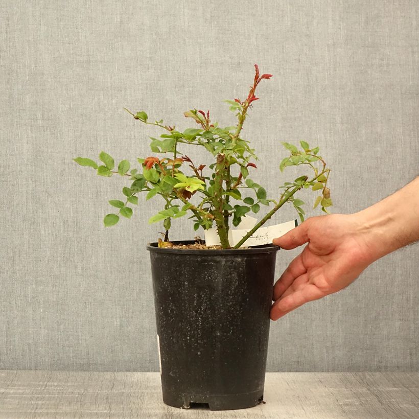 Example of Rosier à fleurs groupées Garance Pot de 4L/5L as you get in printemps
