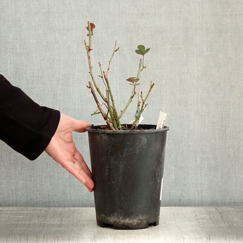 Example of Rosier à fleurs groupées Love letter Pot de 4L/5L as you get in hiver