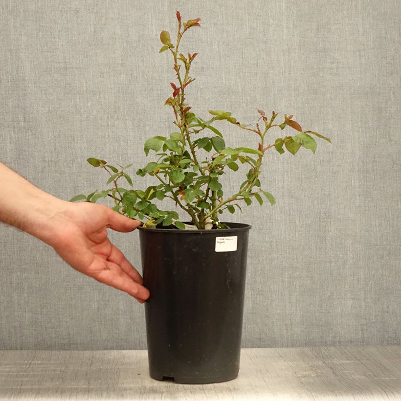 Example of Rosier à fleurs groupées Marc's Jubilée Pot de 4L/5L as you get in printemps