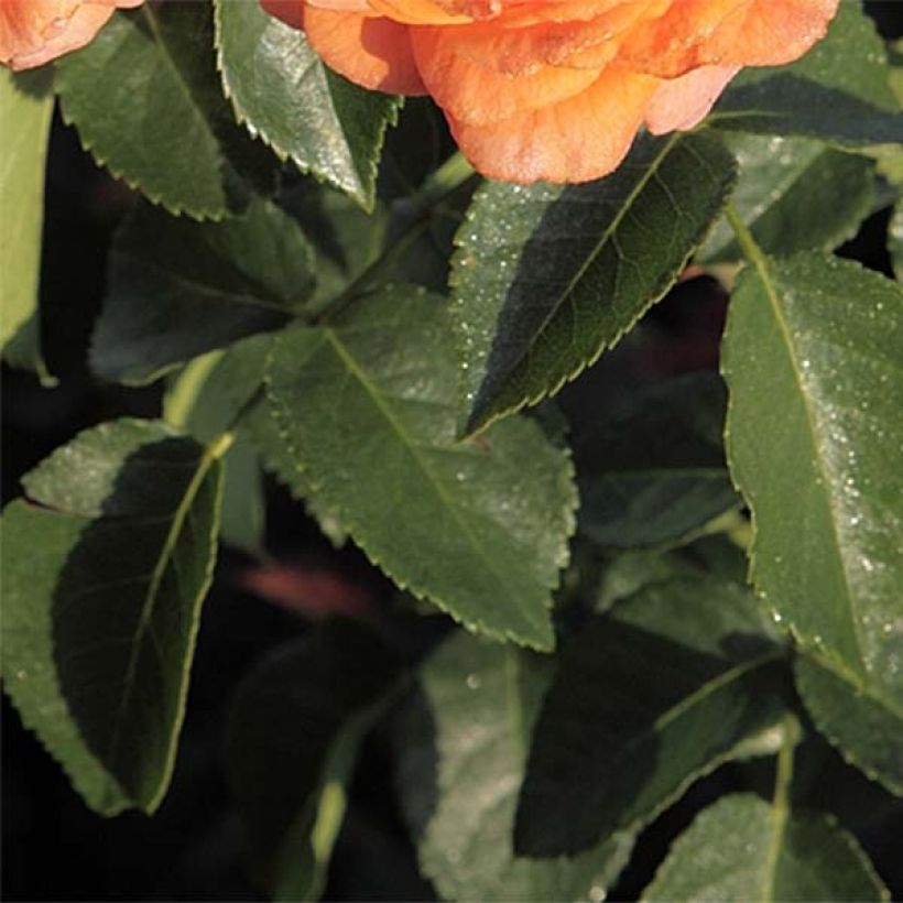 Rosier à fleurs groupées Orangerie (Foliage)
