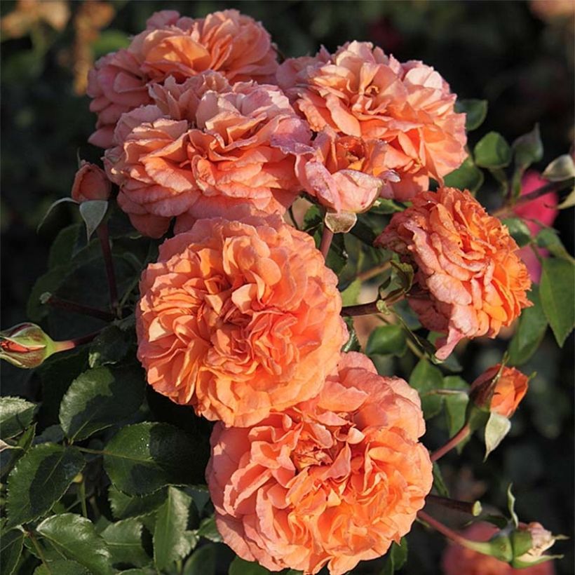 Rosier à fleurs groupées Orangerie (Flowering)
