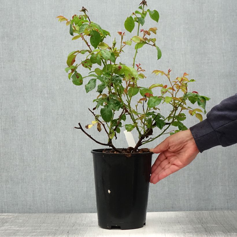 Example of Rosier à fleurs groupées Peace and Love Pot de 4L/5L as you get in ete