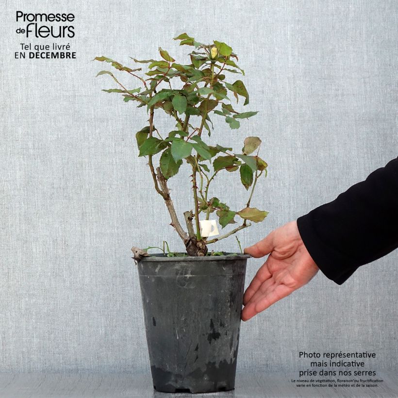 Example of Rosier à fleurs groupées Quinte Flush Pot de 4L/5L as you get in automne