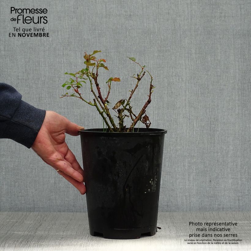 Example of Rosier à fleurs groupées Remembrance Pot de 2L/3L as you get in automne