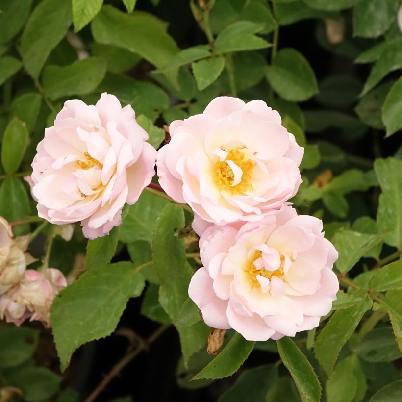 Rosier à fleurs groupées Rose de la petite Chabotte (Flowering)