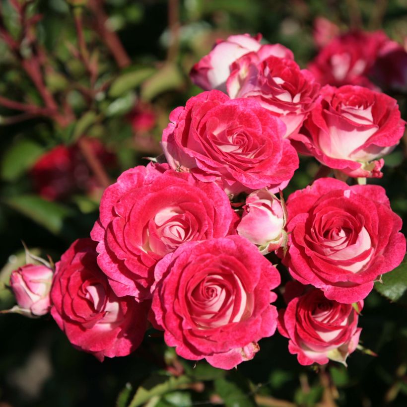 Rosier à fleurs groupées Schöne Koblenzerin (Flowering)