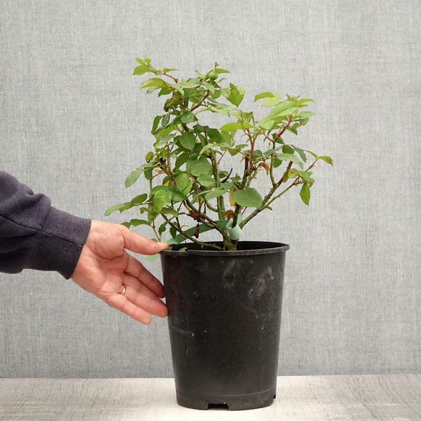 Example of Rosier à grandes fleurs Augusta Luise Pot de 4L/5L as you get in ete