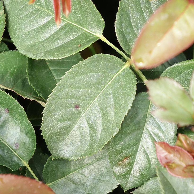 Rosier à grandes fleurs Borneo Odore (Foliage)