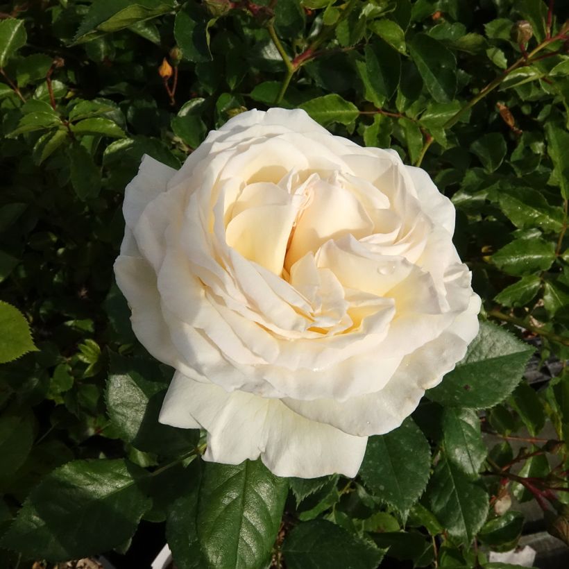 Rosier à grandes fleurs Camille Claudel (Flowering)