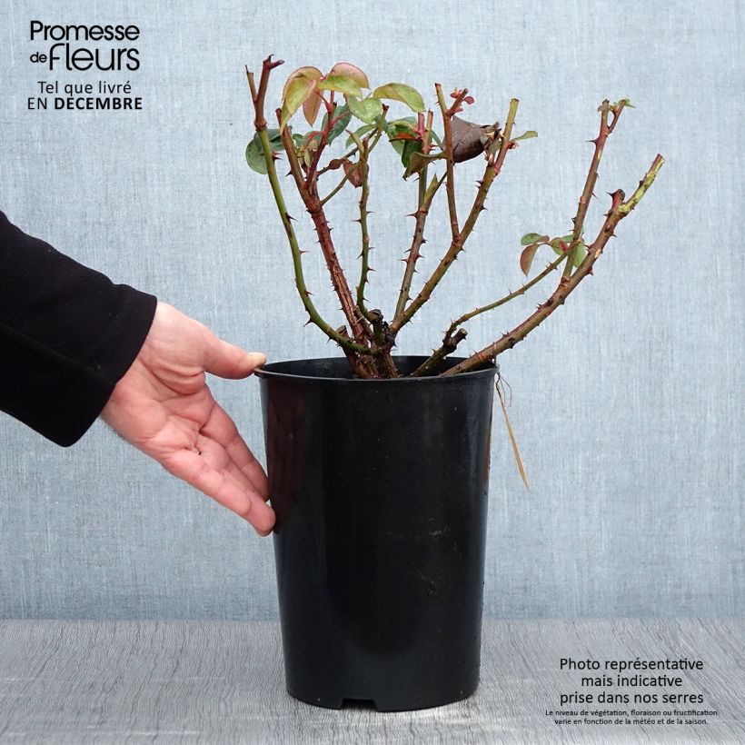 Example of Rosier à grandes fleurs Candlelight Pot de 4L/5L as you get in automne
