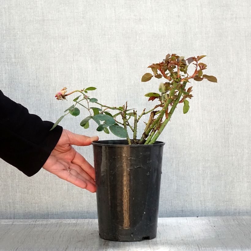 Example of Rosier à grandes fleurs Claire Marshall Pot de 2L/3L as you get in automne