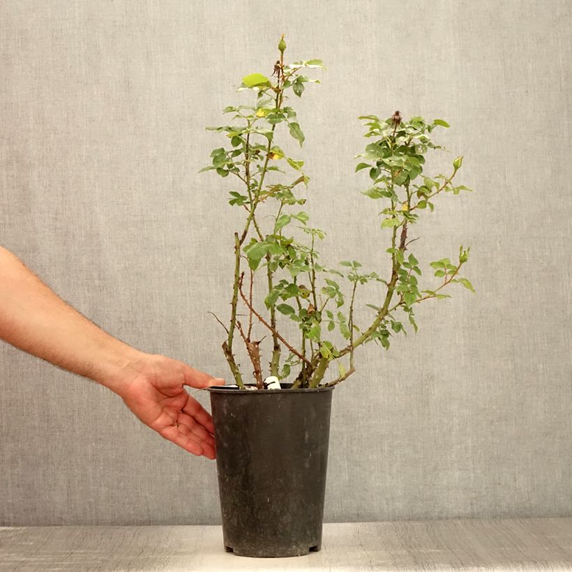 Example of Rosier à grandes fleurs Espoir d'Anjou Pot de 4L/5L as you get in ete