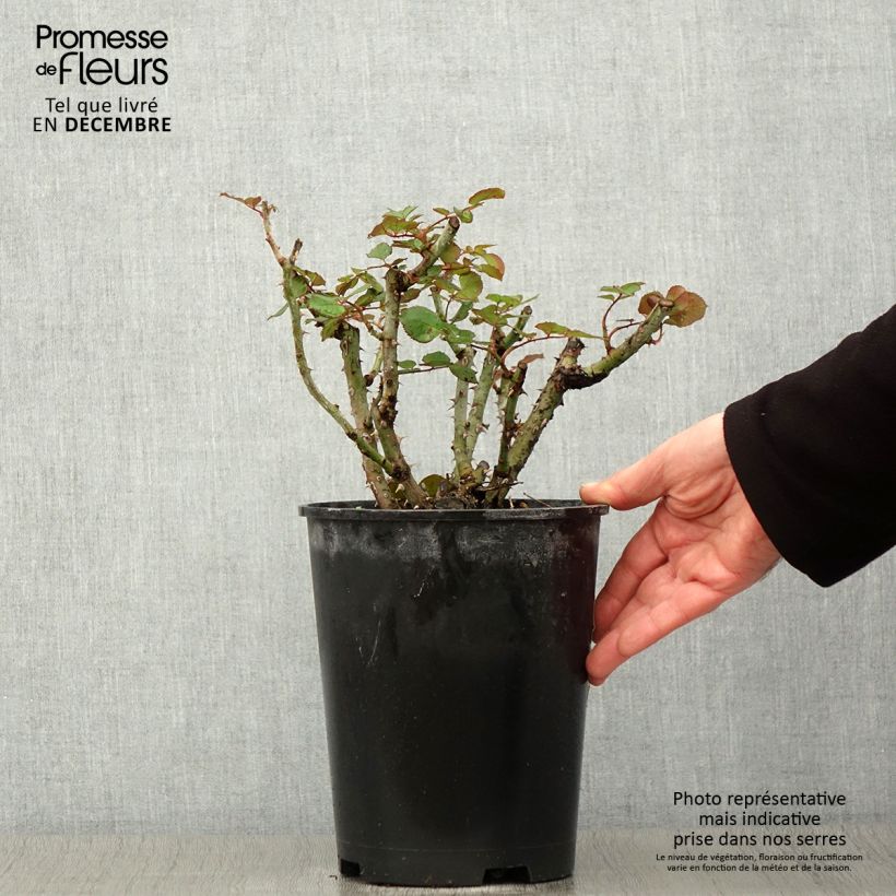 Example of Rosier à grandes fleurs Henryane de Chaponay Pot de 4L/5L as you get in automne
