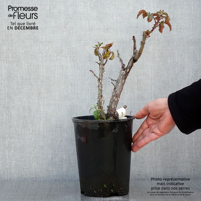 Example of Rosier à grandes fleurs Jeanne Coeur Pot de 4L/5L as you get in automne