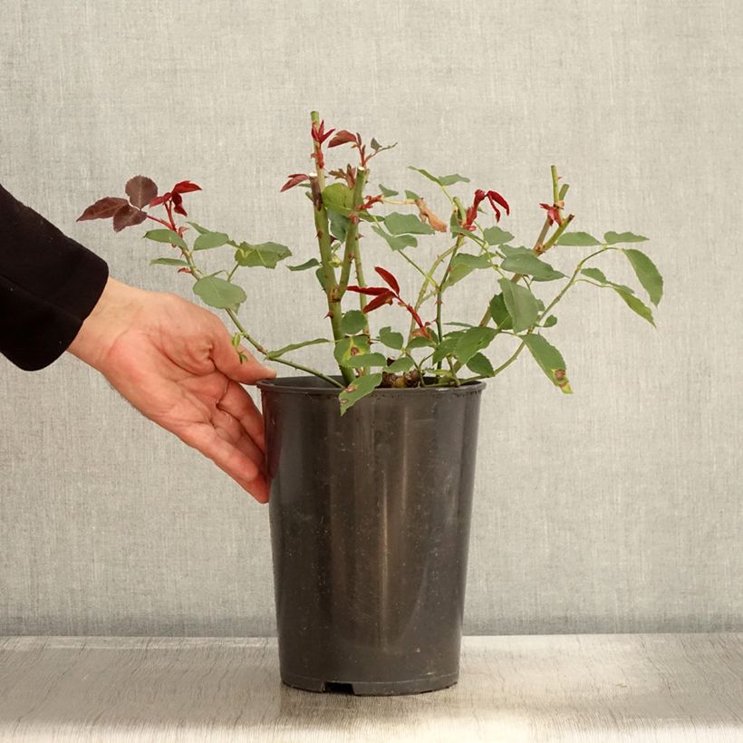 Example of Rosier à grandes fleurs Just Joey Pot de 4L/5L as you get in automne
