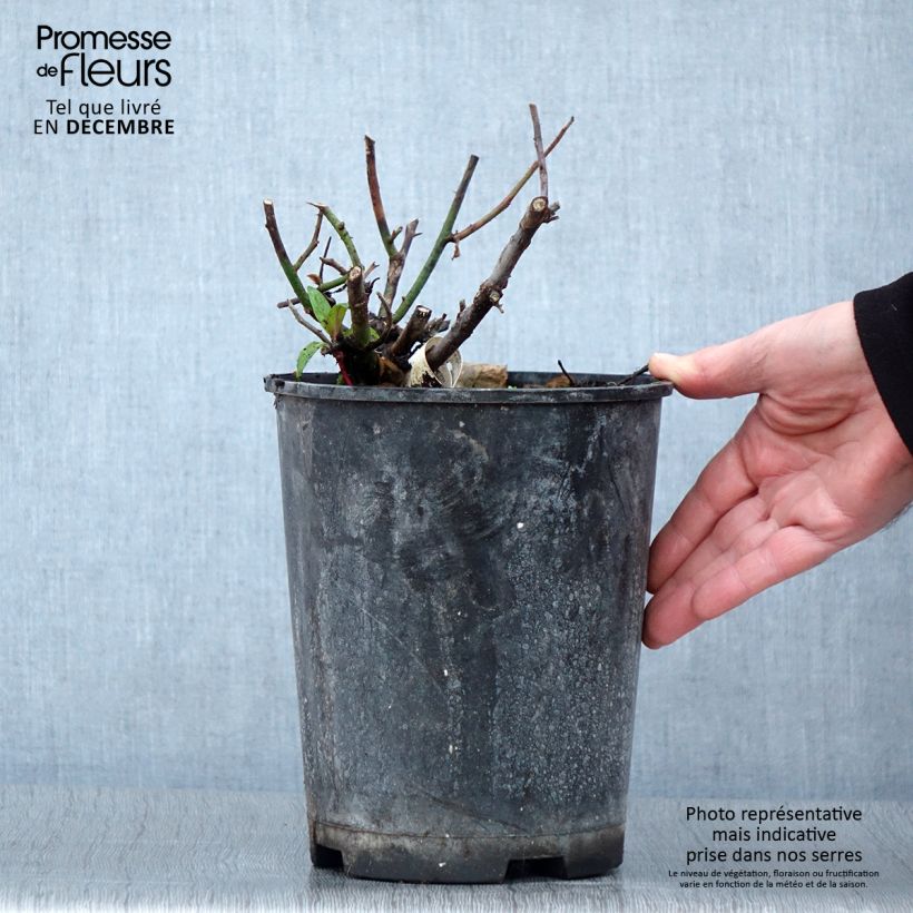 Example of Rosier à grandes fleurs Kazatchok Pot de 4L/5L as you get in automne