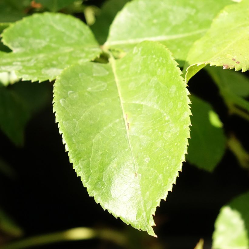 Rosier à grandes fleurs Les Années Folles Bobino (Foliage)