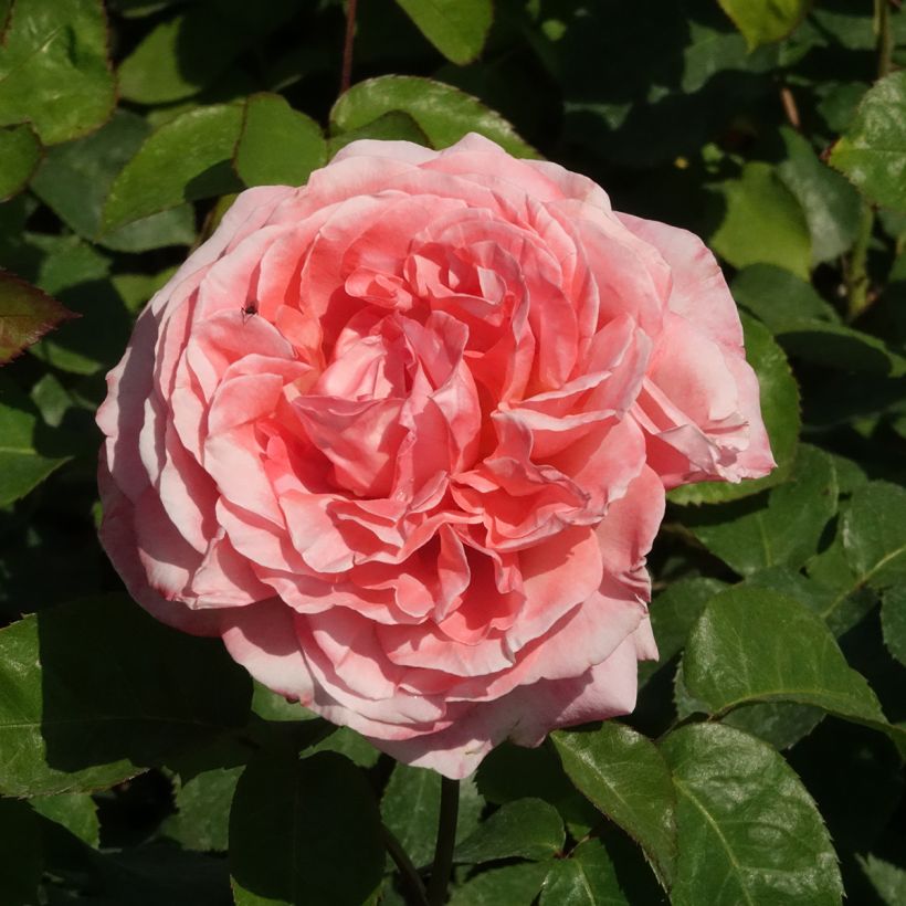 Rosier à grandes fleurs Mademoiselle Meilland (Flowering)