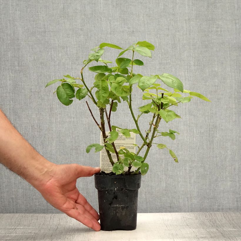 Example of Rosier à grandes Fleurs Oriental Peace Pot de 10 cm/11cm as you get in ete